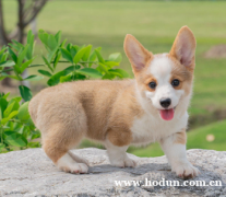 廣東大型犬舍直銷~超萌雙血統(tǒng)柯基