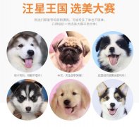 廣州犬舍直銷—品種齊全【純種可上門自提】簽協(xié)議三包