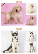 廣州犬舍直銷—品種齊全【純種可上門自提】簽協(xié)議三包