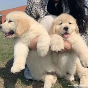 金毛犬幼犬純種寵物狗狗 疫苗齊 已訓(xùn)練會(huì)自己上廁所