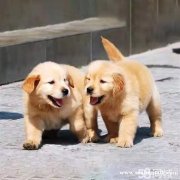 純種金毛幼犬巡回獵犬血統(tǒng)賽級(jí)長毛犬寵物狗